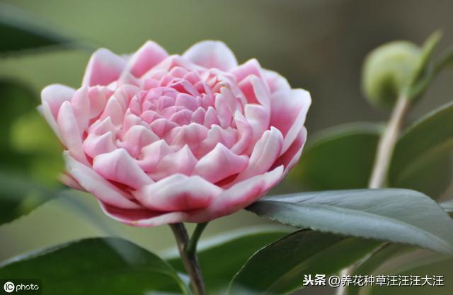 北方地区养护茶花，做好这三点，养活养好不再难，植株旺，开花多