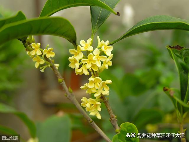 盆栽的桂花几年不开花，原因可能是这三点，有则改之，花开满枝