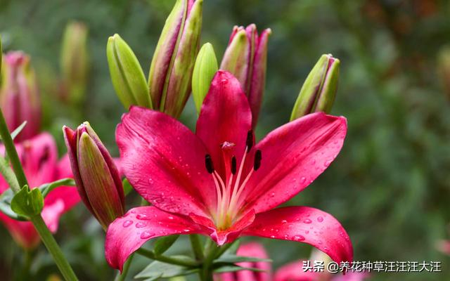 百合花不开花，原因是这四点，做对了，开花多又香
