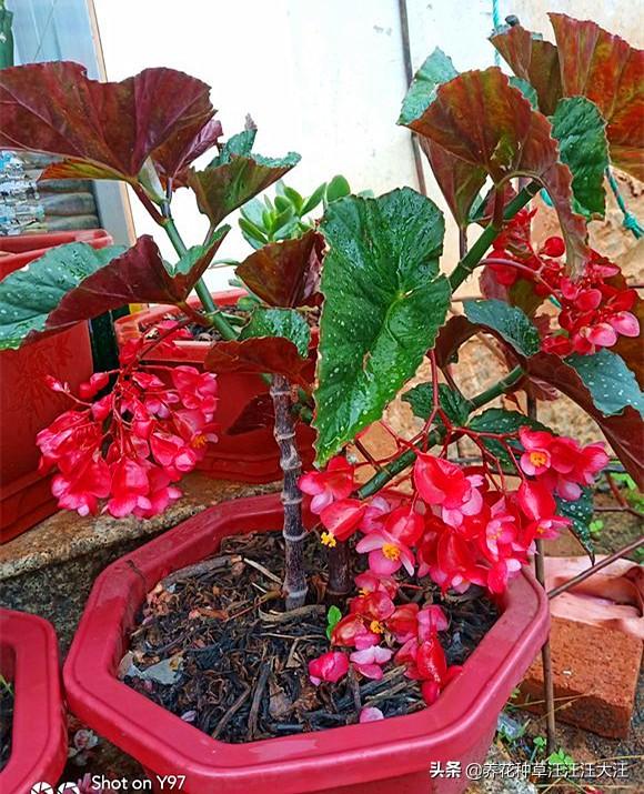 竹节海棠老是掉花朵，做好这几点，避免竹节海棠“不正常”掉花朵