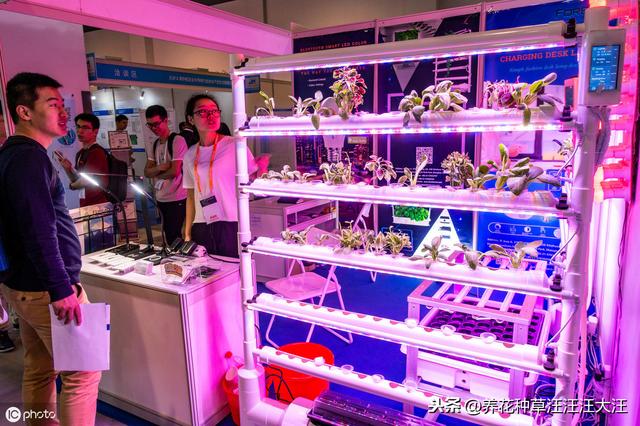 蝴蝶兰室内养护光照不足，使用补光灯有用吗？需要注意哪些问题