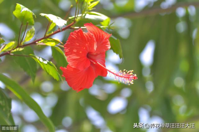扶桑花只长叶子不开花，是这三点没做对，做好这三点，花开200天