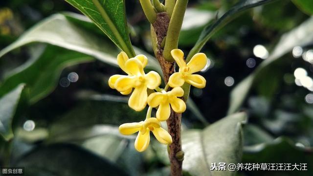 盆栽的桂花几年不开花，原因可能是这三点，有则改之，花开满枝
