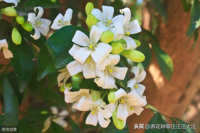 九里香小苗开花是什么原因？做好这几点，小苗也能正常开花
