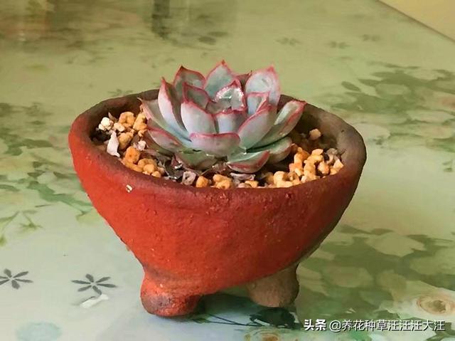 花盆选择真的那么重要？不一定，做好这几点，什么花盆也能养好花