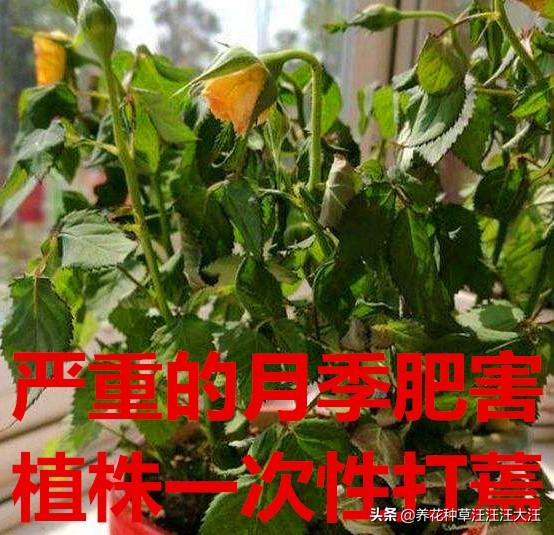 月季肥害怎么造成的？应该怎么挽救？程度不同应采取不同措施