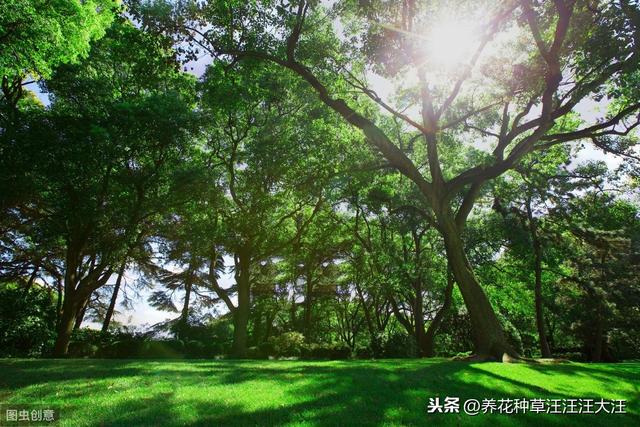 养花过程中，什么情况下花卉植物需要散射光线，散射光线的重要性