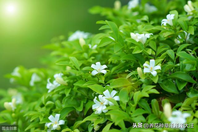 九里香小苗开花是什么原因？做好这几点，小苗也能正常开花