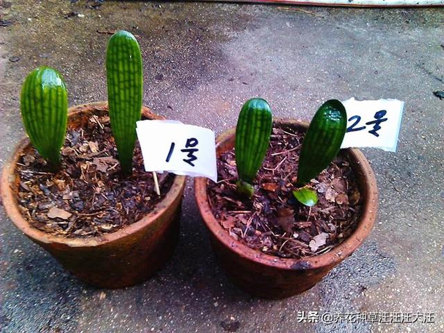 君子兰一叶苗，移栽和养护过程中，需要注意这几点，否则难长大