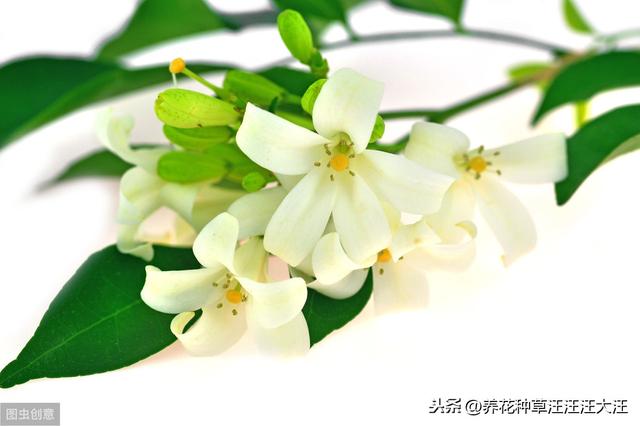 九里香小苗开花是什么原因？做好这几点，小苗也能正常开花