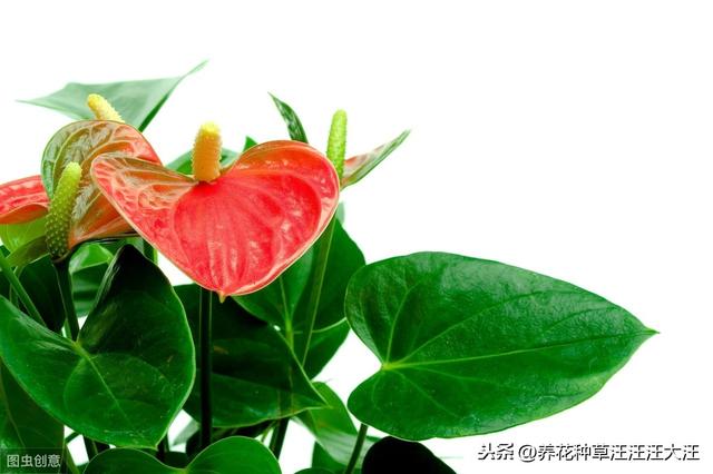 养花过程中，什么情况下花卉植物需要散射光线，散射光线的重要性