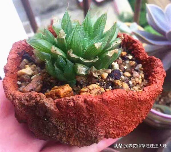 花盆选择真的那么重要？不一定，做好这几点，什么花盆也能养好花