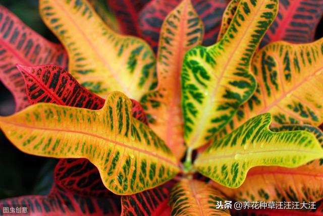 变叶木僵苗，不长新叶，原因可能是这两点，改变现状，重现生机