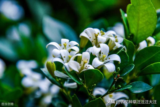 九里香小苗开花是什么原因？做好这几点，小苗也能正常开花