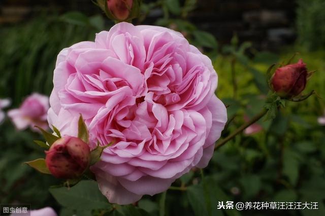 月季七月养护管理，除了修剪这项重要工作外，还应注意这几个要点