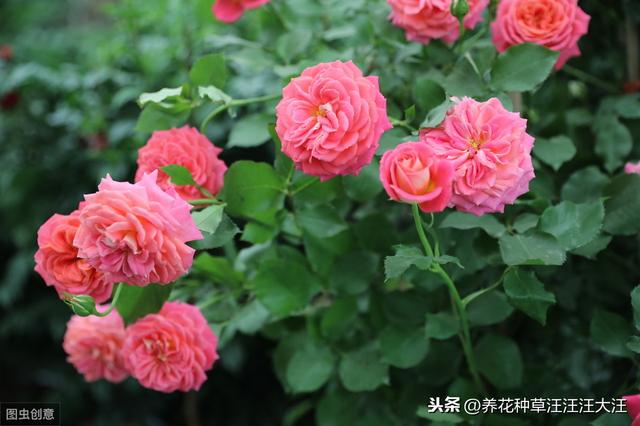 月季七月养护管理，除了修剪这项重要工作外，还应注意这几个要点