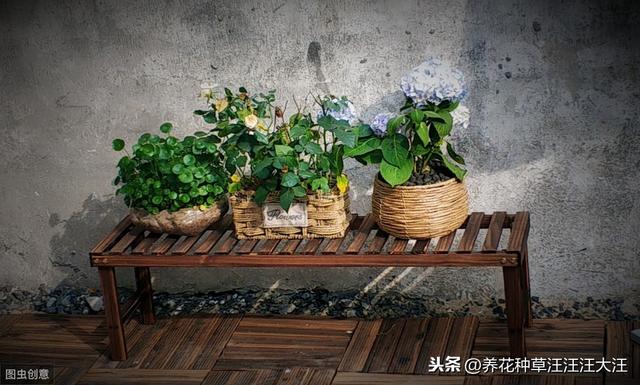 花盆选择真的那么重要？不一定，做好这几点，什么花盆也能养好花