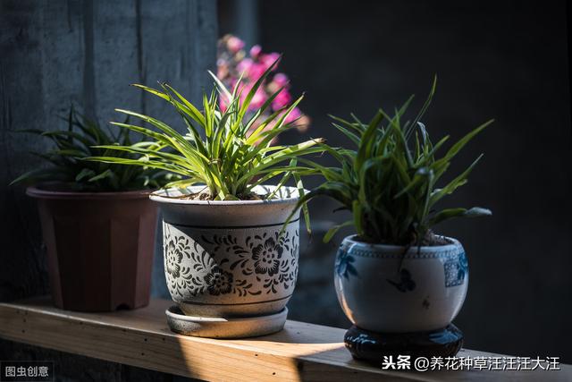 花盆选择真的那么重要？不一定，做好这几点，什么花盆也能养好花