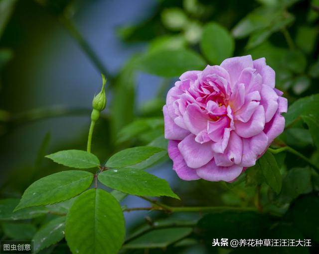 月季肥害怎么造成的？应该怎么挽救？程度不同应采取不同措施