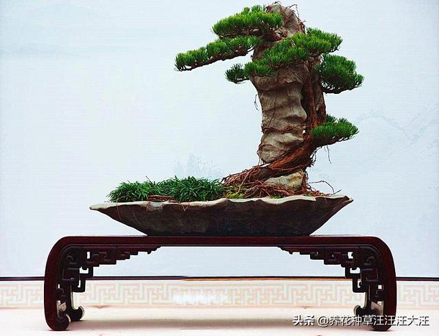 何不种松树，使之摇清风，五招让您的五针松盆景更加苍翠挺拔