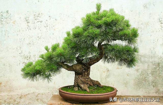 何不种松树，使之摇清风，五招让您的五针松盆景更加苍翠挺拔