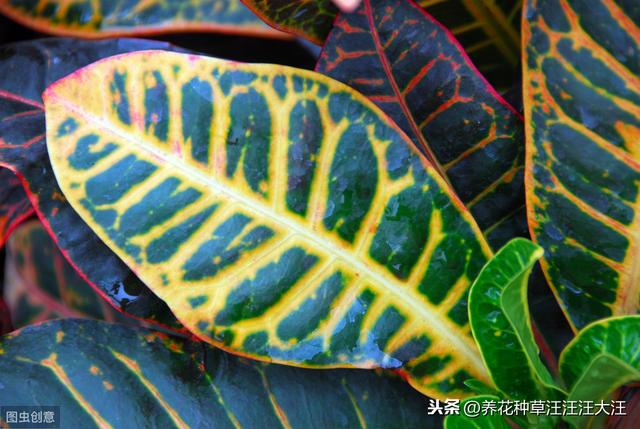 变叶木僵苗，不长新叶，原因可能是这两点，改变现状，重现生机
