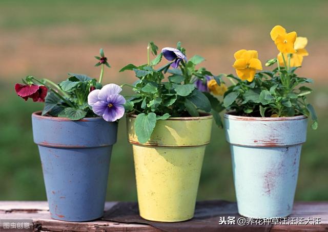 养花过程中，什么情况下花卉植物需要散射光线，散射光线的重要性