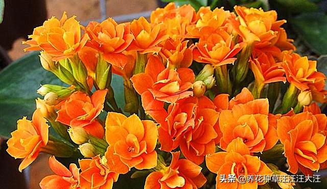 长寿花生长健壮，就是不开花，给它穿件“隐身衣”，花苞蹭蹭冒