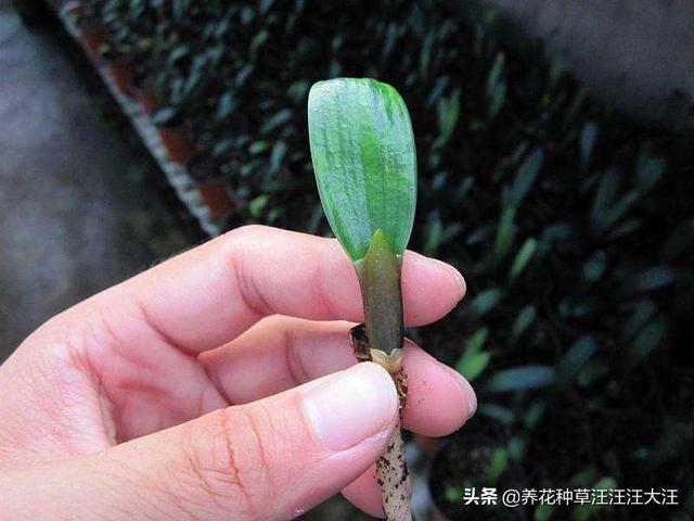 君子兰一叶苗，移栽和养护过程中，需要注意这几点，否则难长大