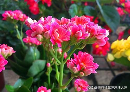 长寿花生长健壮，就是不开花，给它穿件“隐身衣”，花苞蹭蹭冒
