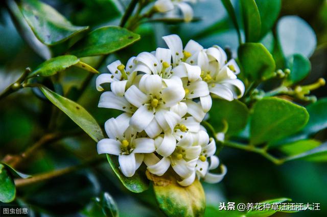 九里香小苗开花是什么原因？做好这几点，小苗也能正常开花