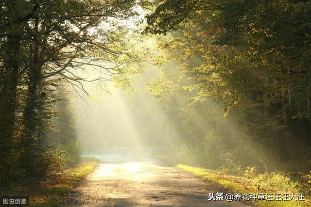 养花过程中，什么情况下花卉植物需要散射光线，散射光线的重要性
