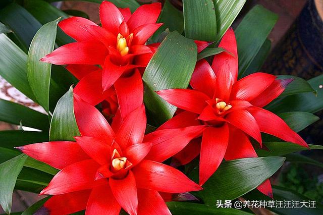 过年就买这些花，花开富贵寓意好，新年有个好彩头