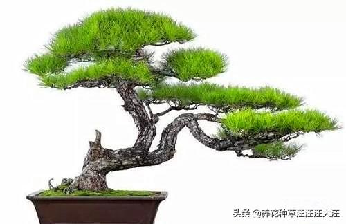 何不种松树，使之摇清风，五招让您的五针松盆景更加苍翠挺拔