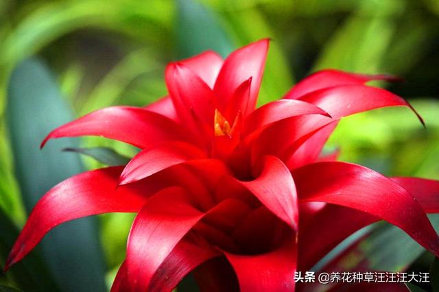 过年就买这些花，花开富贵寓意好，新年有个好彩头