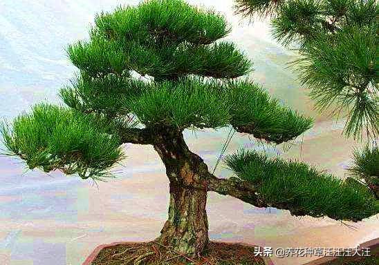何不种松树，使之摇清风，五招让您的五针松盆景更加苍翠挺拔