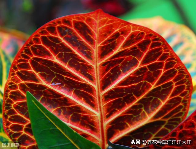 变叶木僵苗，不长新叶，原因可能是这两点，改变现状，重现生机