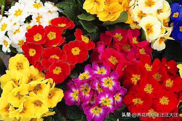 过年就买这些花，花开富贵寓意好，新年有个好彩头
