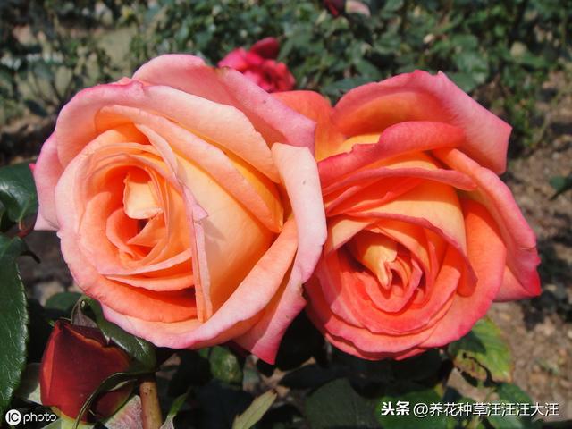 月季七月养护管理，除了修剪这项重要工作外，还应注意这几个要点