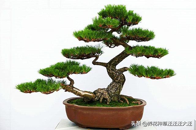 何不种松树，使之摇清风，五招让您的五针松盆景更加苍翠挺拔