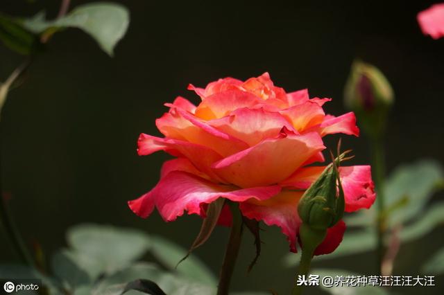 月季七月养护管理，除了修剪这项重要工作外，还应注意这几个要点