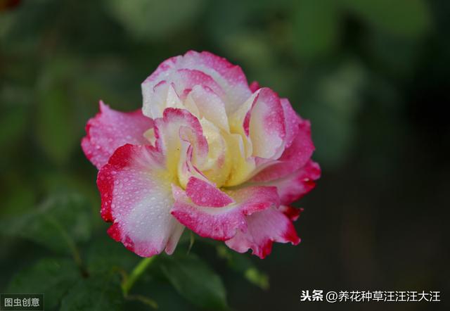 月季肥害怎么造成的？应该怎么挽救？程度不同应采取不同措施