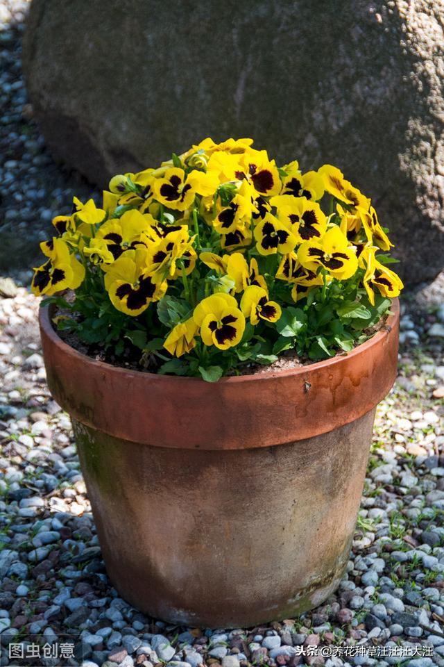 花盆选择真的那么重要？不一定，做好这几点，什么花盆也能养好花