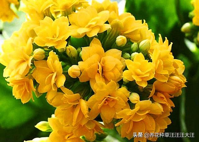 长寿花生长健壮，就是不开花，给它穿件“隐身衣”，花苞蹭蹭冒