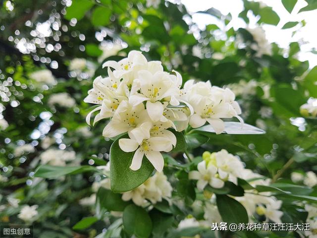 九里香小苗开花是什么原因？做好这几点，小苗也能正常开花
