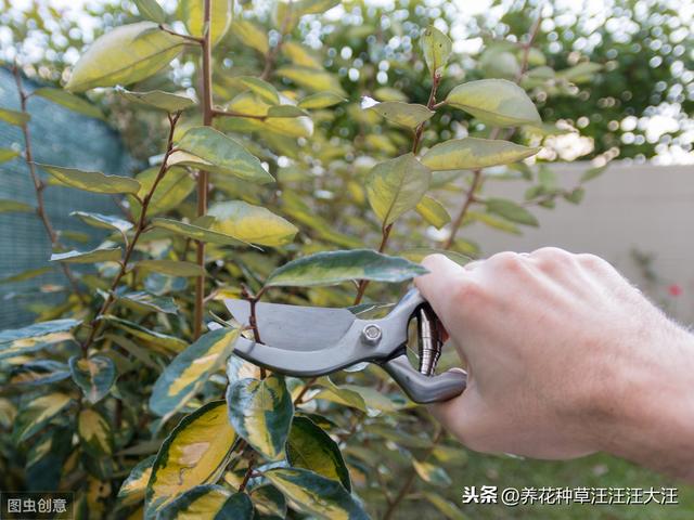 养花过程中，什么情况下花卉植物需要散射光线，散射光线的重要性