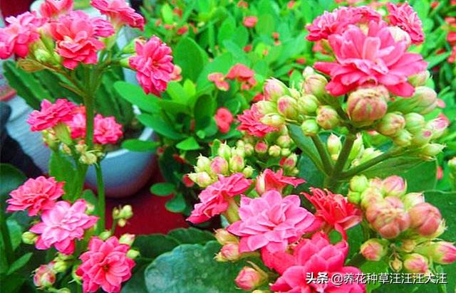 过年就买这些花，花开富贵寓意好，新年有个好彩头