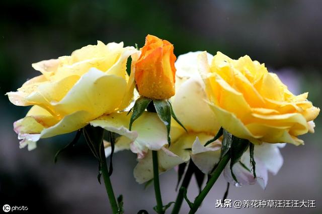 月季七月养护管理，除了修剪这项重要工作外，还应注意这几个要点