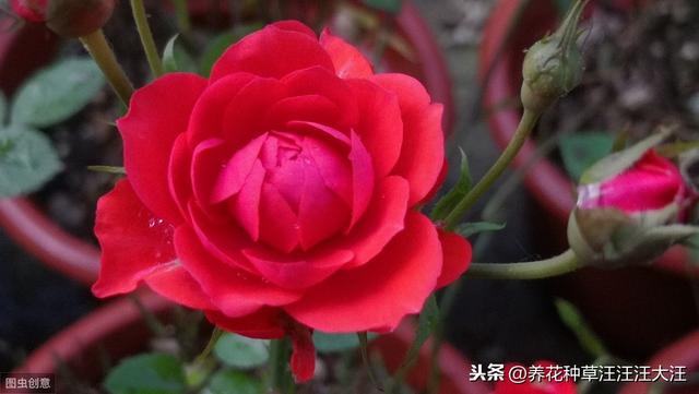 月季七月养护管理，除了修剪这项重要工作外，还应注意这几个要点