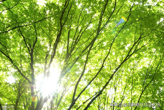 养花过程中，什么情况下花卉植物需要散射光线，散射光线的重要性